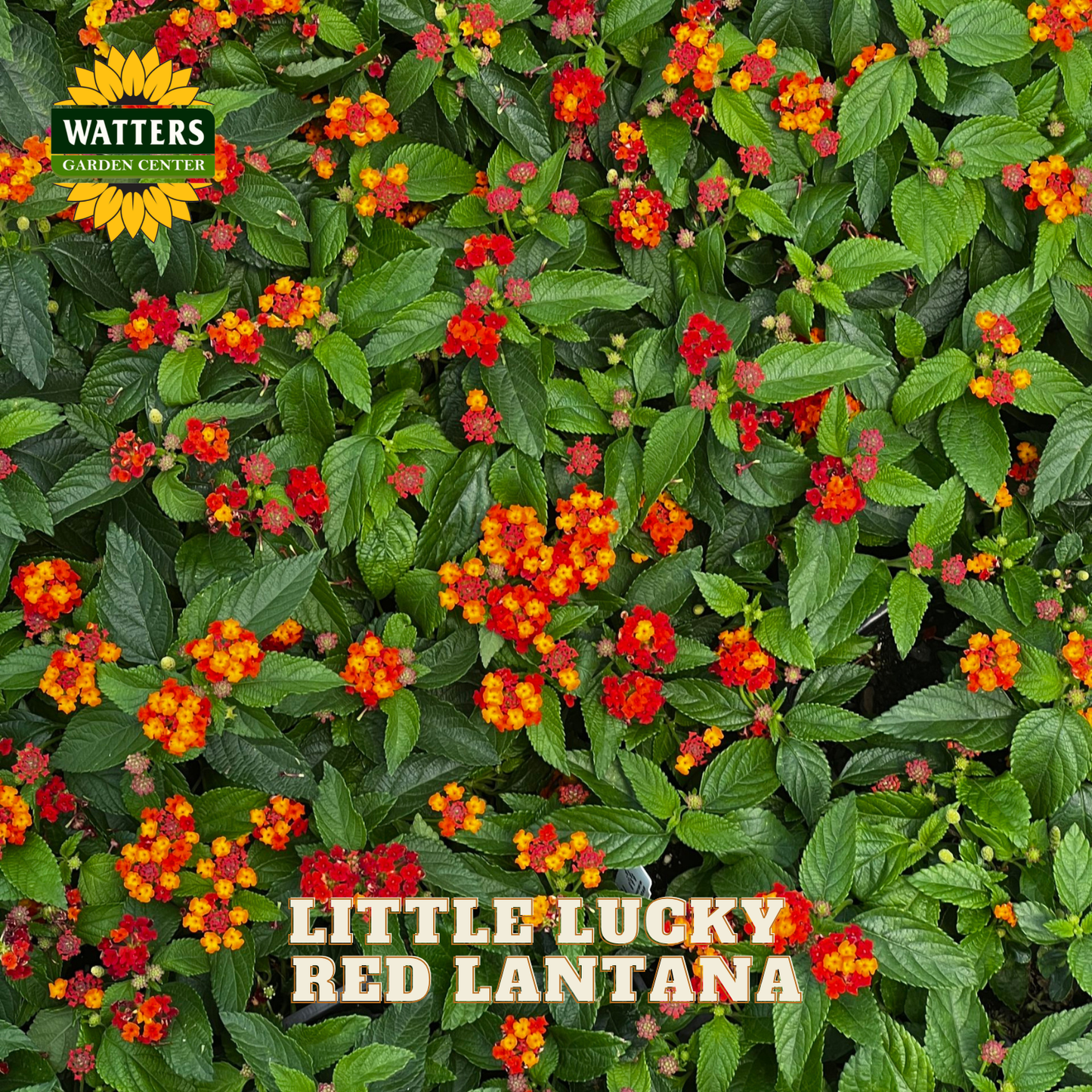 A dense patch of Lantana 'Little Lucky' plants with bright red-orange flowers and green leaves, with a Watters Gardening Center logo and 'LITTLE LUCKY RED LANTANA' text overlay.