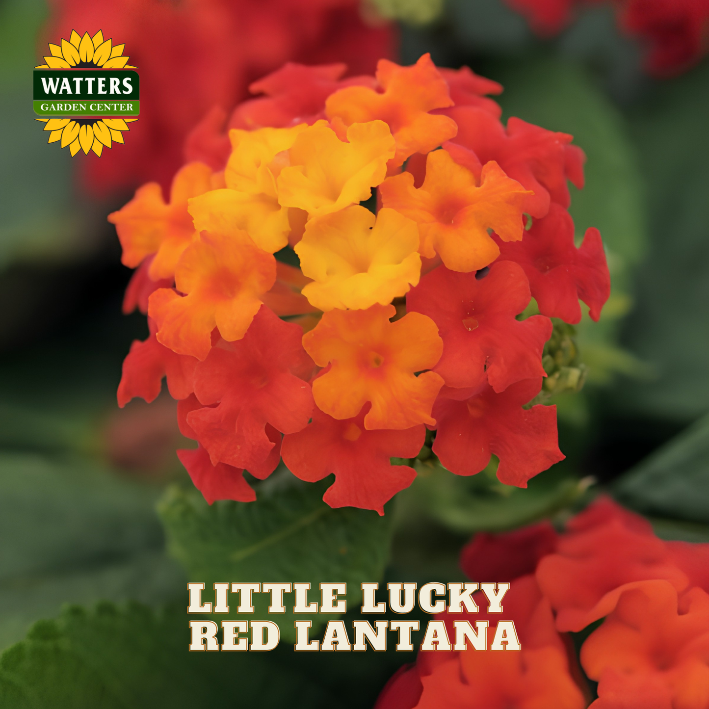 A close-up of a cluster of red and orange lanthana flowers with green leaves, with the text 'LITTLE LUCKY RED LANTANA' and a 'WATTERS GARDEN CENTER' logo visible.