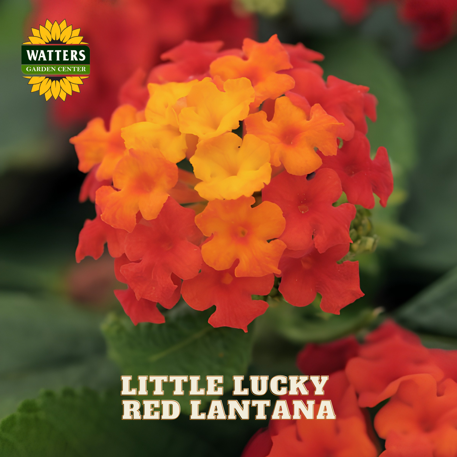 A close-up of a cluster of red and orange lanthana flowers with green leaves, with the text 'LITTLE LUCKY RED LANTANA' and a 'WATTERS GARDEN CENTER' logo visible.