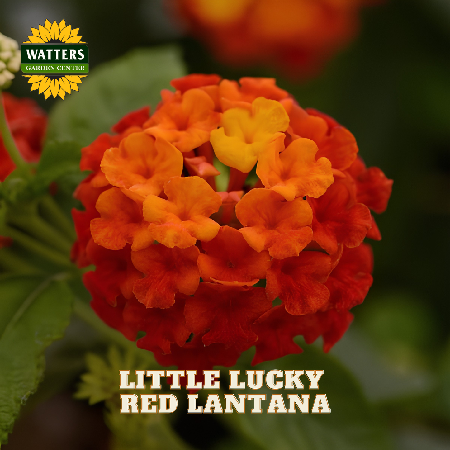 A close-up of a red-orange and yellow blob flower cluster labeled 'LITTLE LUCKY RED LANTANA,' with a Watters Garden Center logo in the top left and the product name at the bottom.