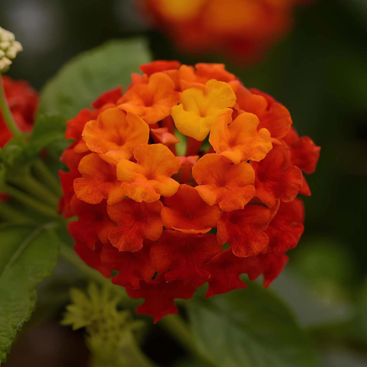 A close-up of a vibrant cluster of lantana flowers in shades of orange, red, and yellow, surrounded by green leaves against a soft, blurred background.