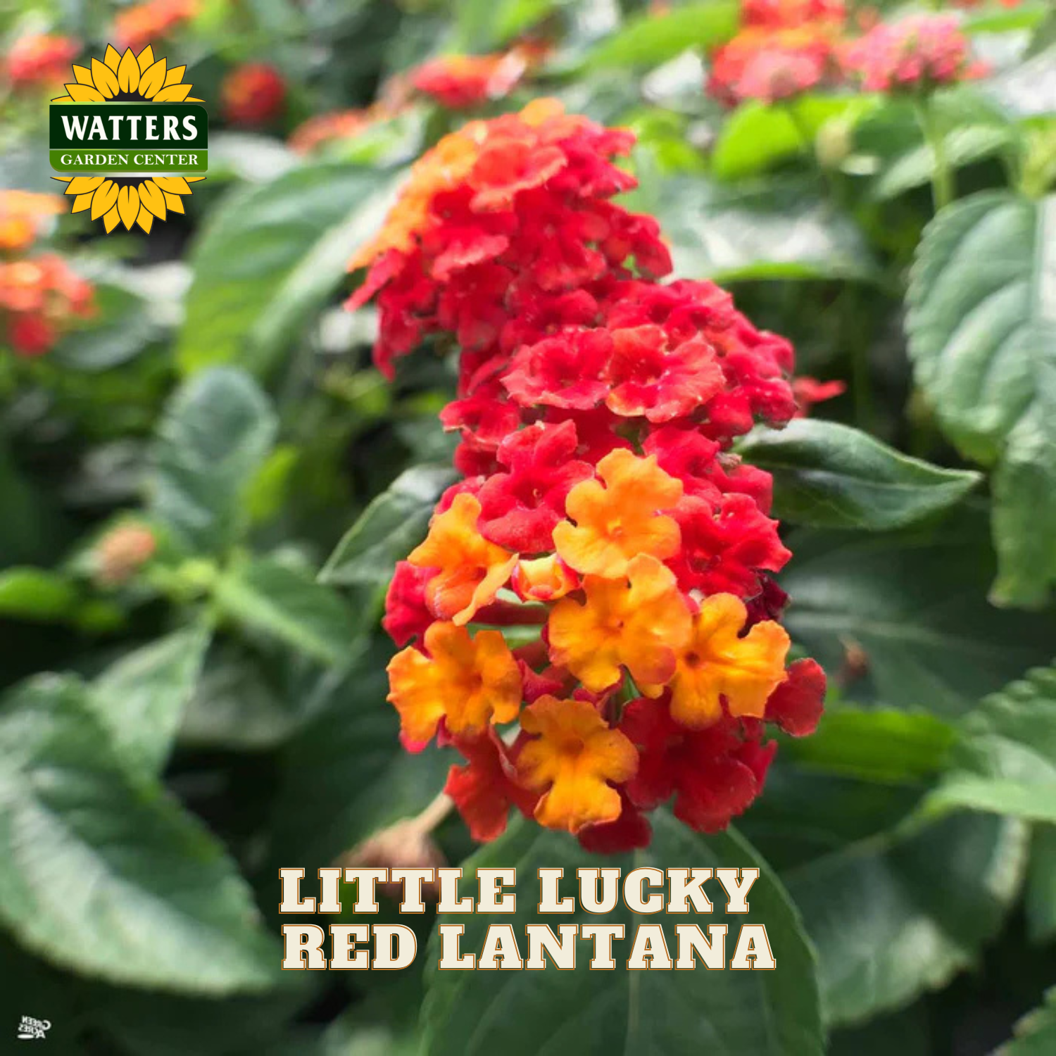 A close-up of a flowering plant labeled 'WATTERS GARDEN CENTER' and 'LITTLE LUCKY RED LANTANA,' showing clusters of red and orange flowers among green leaves.