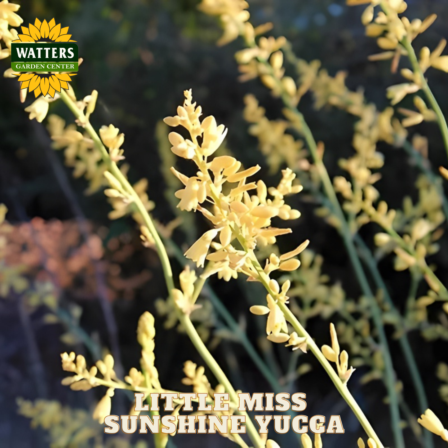 Yucca plant with yellow flowers and 'Watters Garden Center' logo.