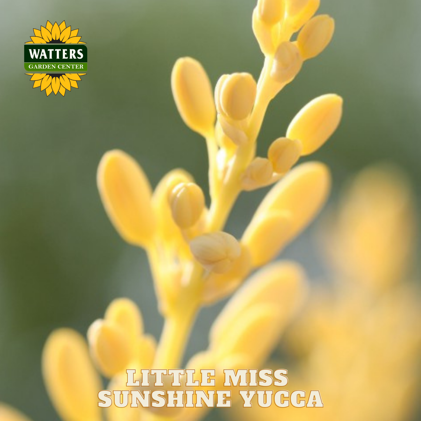 Close-up of yellow yucca plant with Watters Garden Center logo and 'Little Miss Sunshine Yucca' text.