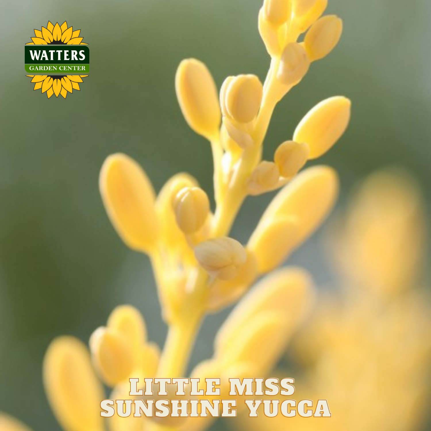 Close-up of yellow yucca plant with Watters Garden Center logo and 'Little Miss Sunshine Yucca' text.