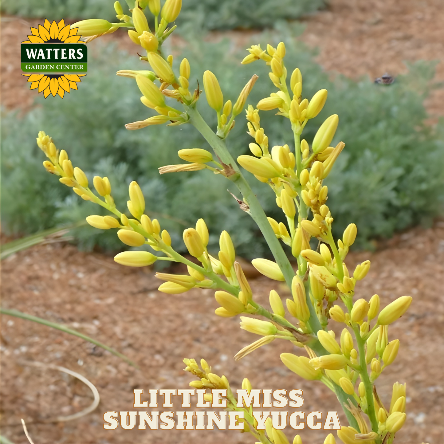 Yellow yucca plant with 'Watters Garden Center' logo and 'Little Miss Sunshine Yucca' text.