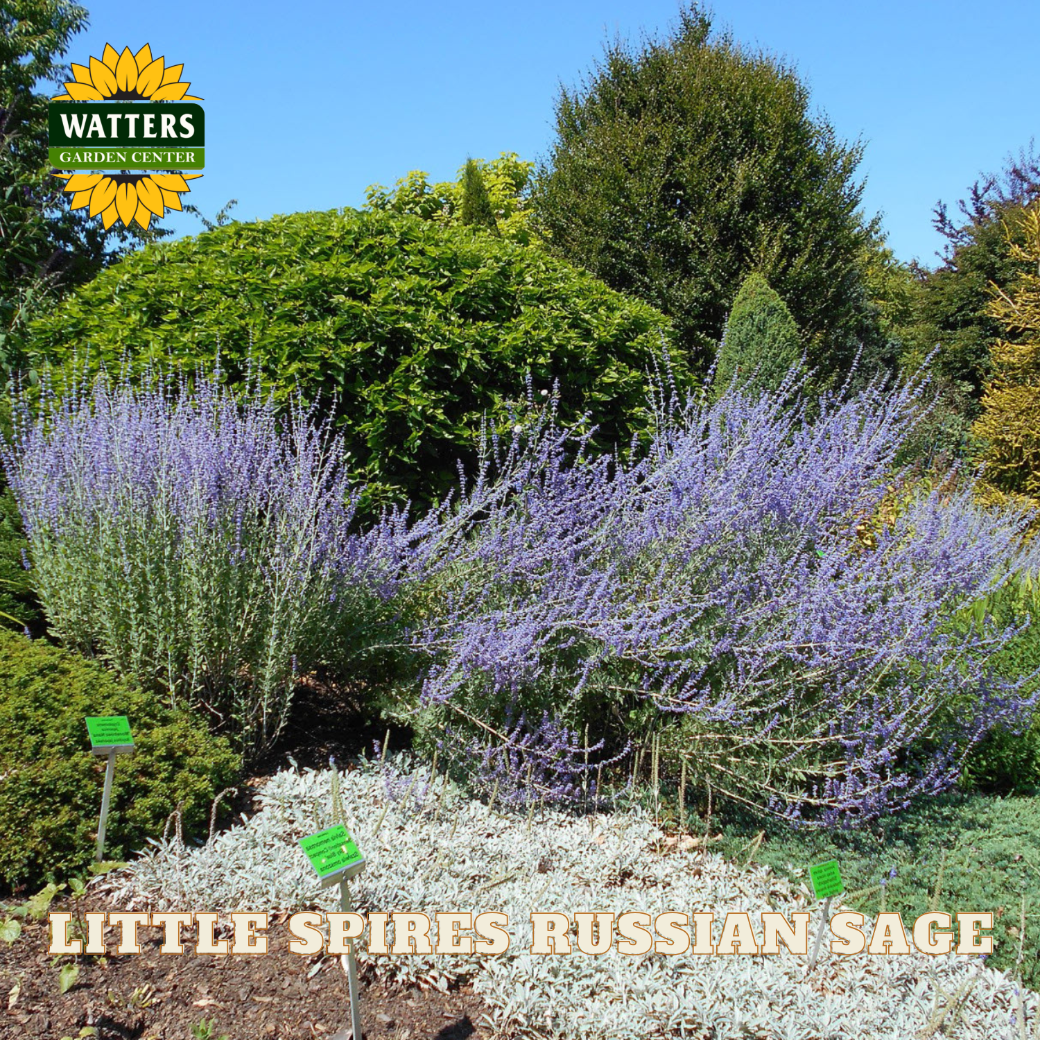 Garden scene with Little Spires Russian Sage plants, trees, and Watters Garden Center logo.