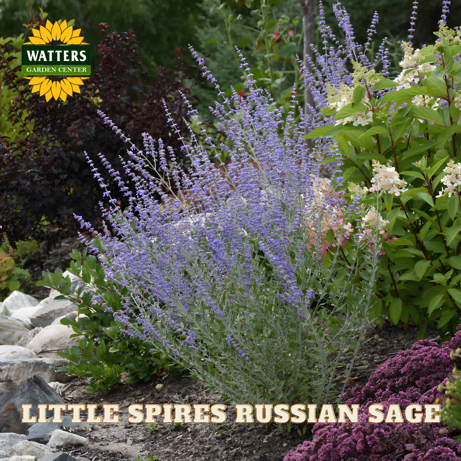 Garden scene with Little Spires Russian Sage and Watters Garden Center logo.
