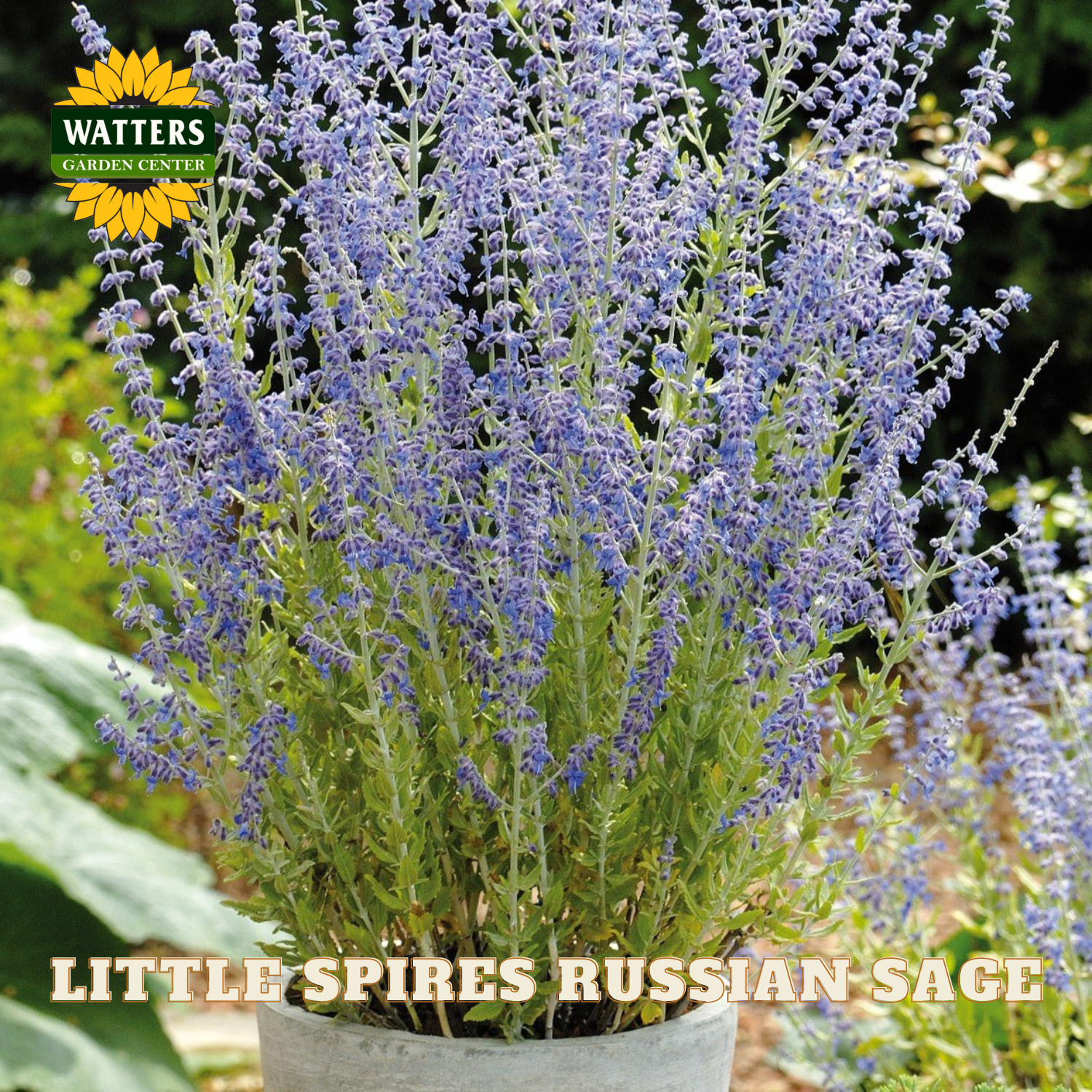 Potted plant of Little Spires Russian Sage with Watters Garden Center logo.