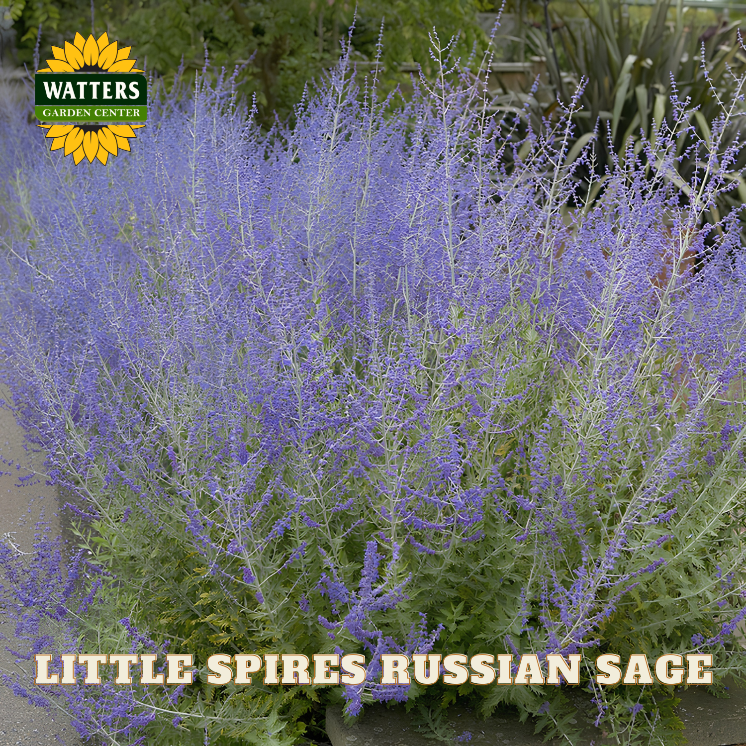 Purple Russian sage plants with 'Watters Garden Center' logo and text overlay.