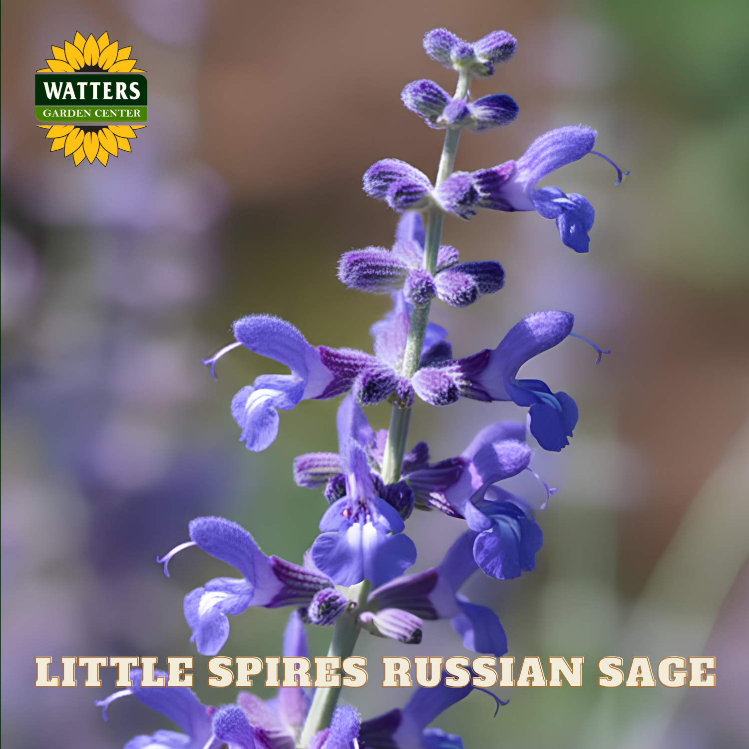 Close-up of purple Russian sage flowers with Watters Garden Center logo.