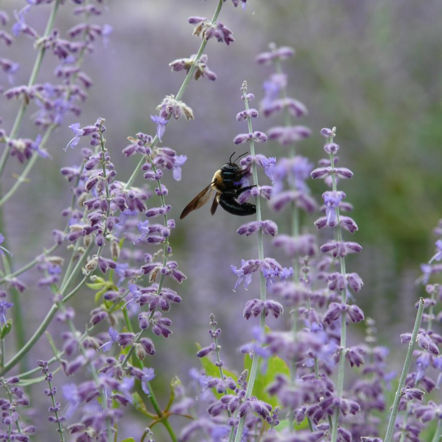 Bee on a purple flower with a blurred green background