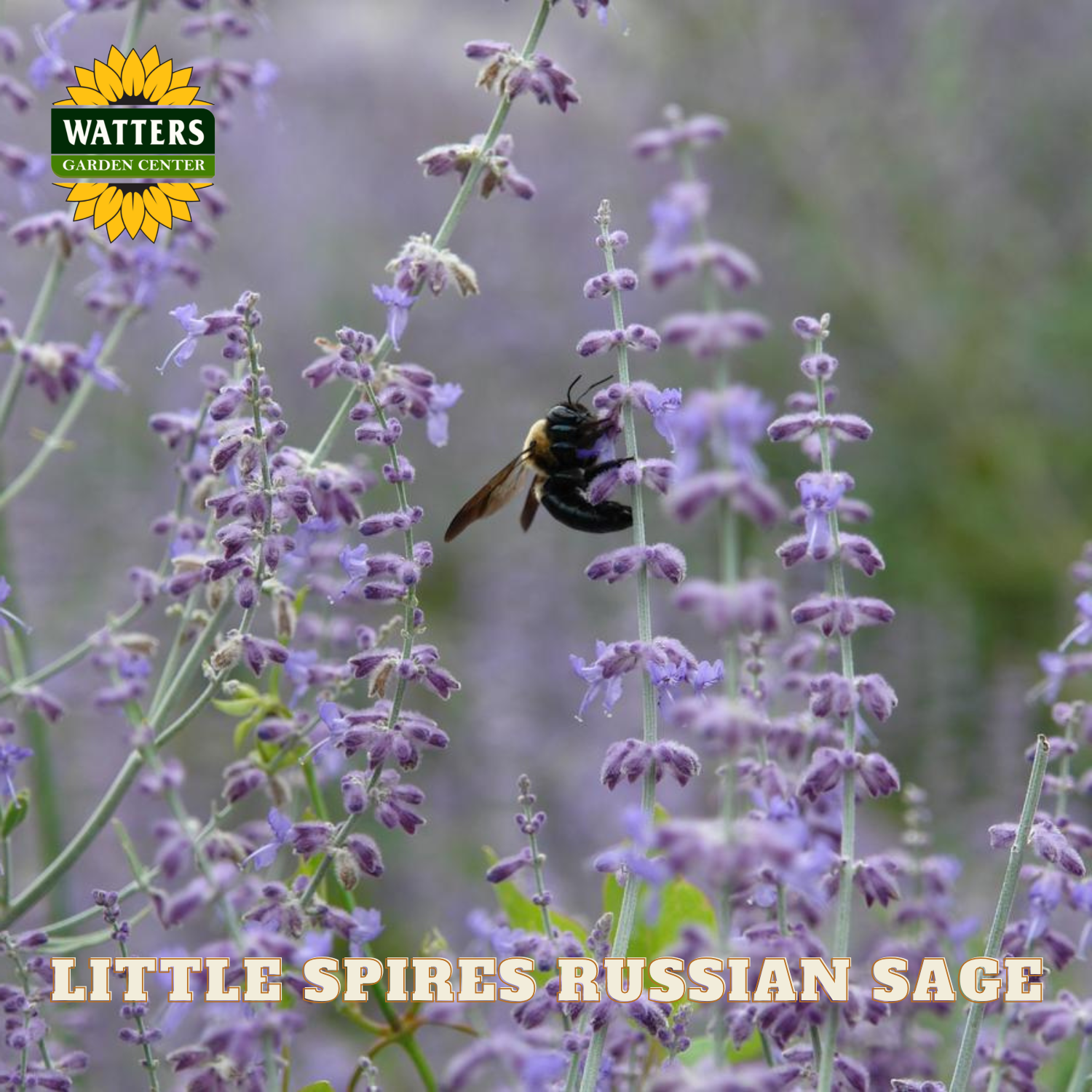 Purple Russian sage flowers with a bee and Watters Garden Center logo.