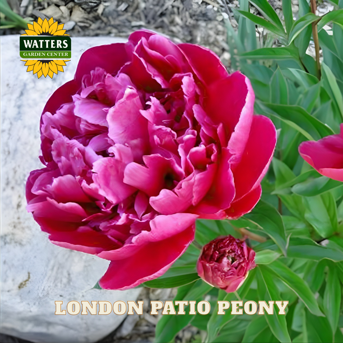 Pink peony flower with a bud, green leaves, and Watters Garden Center logo.