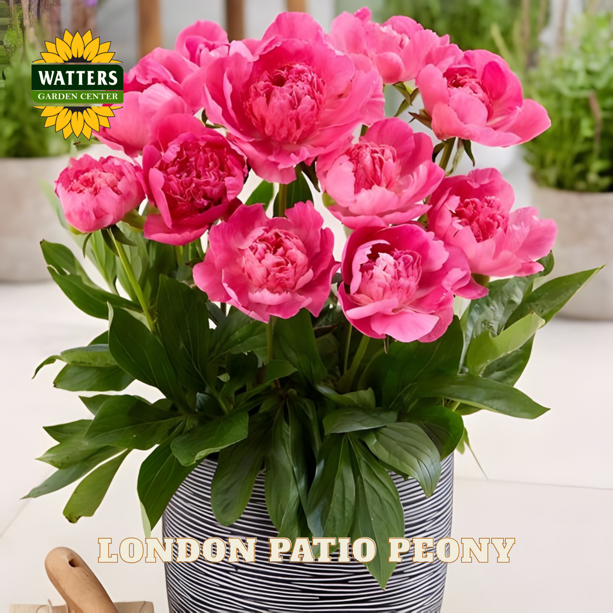 Bouquet of pink peonies in a striped vase with 'Watters Garden Center' branding.