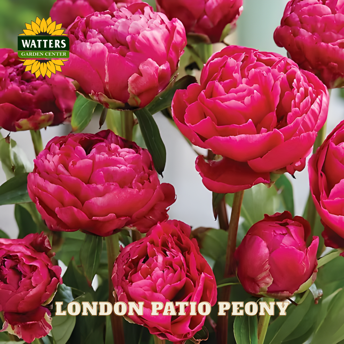 Pink peony flowers with Watters Garden Center logo and 'London Patio Peony' text.