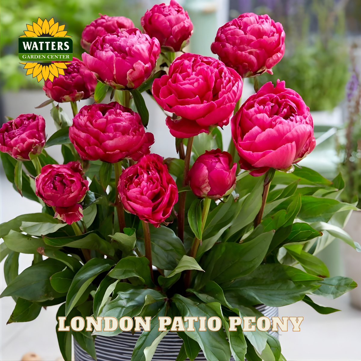 Bouquet of pink London Patio Peony flowers with Watters Garden Center branding.