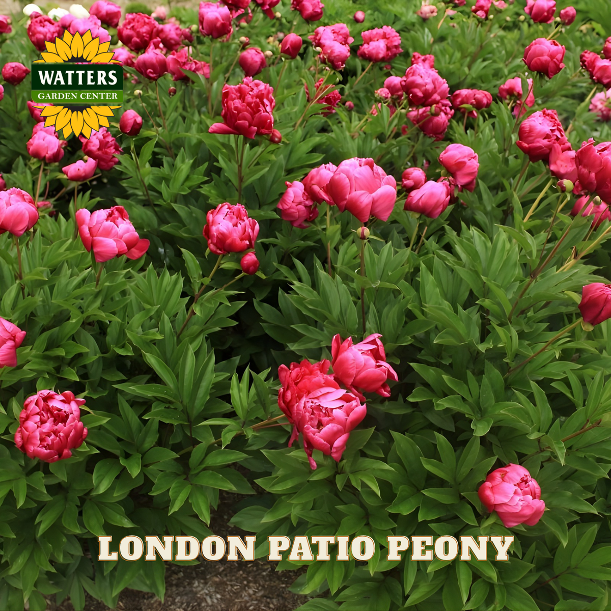 Pink peony flowers with green leaves and Watters Garden Center branding.
