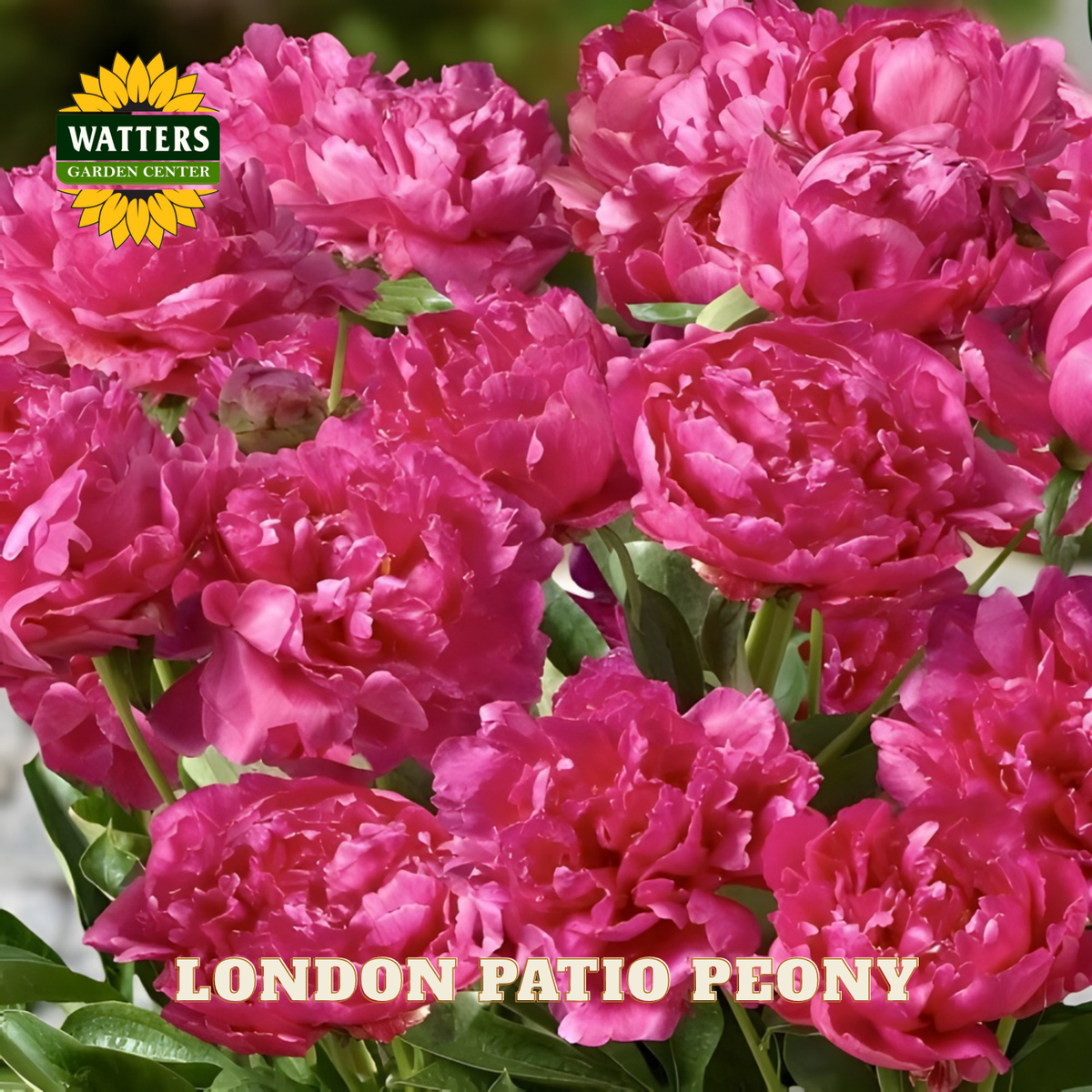Pink peony flowers with Watters Garden Center logo and 'London Patio Peony' text.