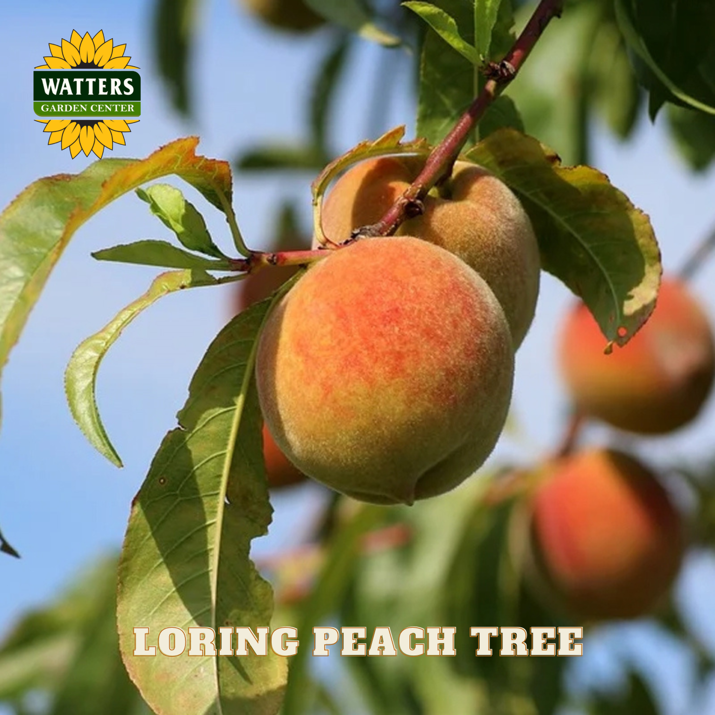 Peaches on a tree branch with Watters Garden Center logo and 'Loring Peach Tree' text.