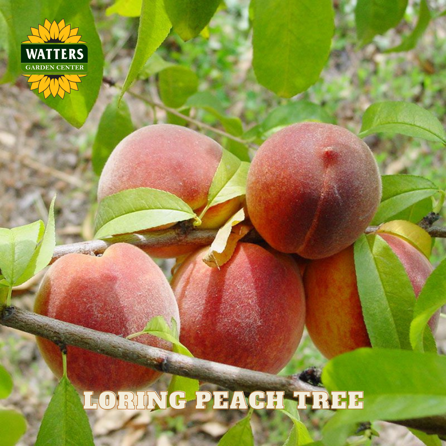 Peaches on a branch with Watters Garden Center logo and 'Loring Peach Tree' text.
