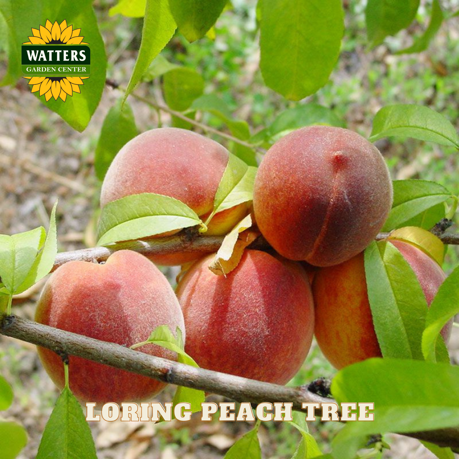 Peaches on a branch with Watters Garden Center logo and 'Loring Peach Tree' text.