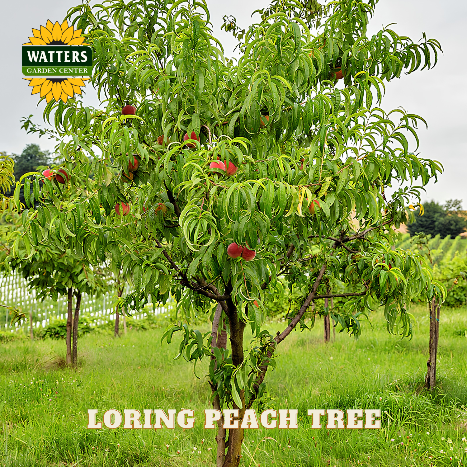 Loring peach tree with fruits in an orchard setting, featuring Watters Garden Center branding.