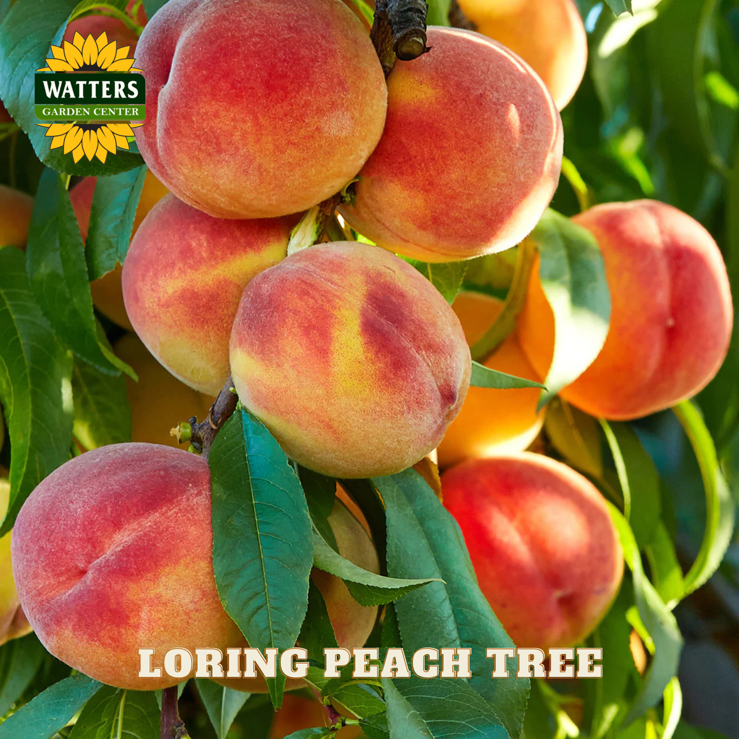 Ripe peaches on a branch with Watters Garden Center logo and 'Loring Peach Tree' text.