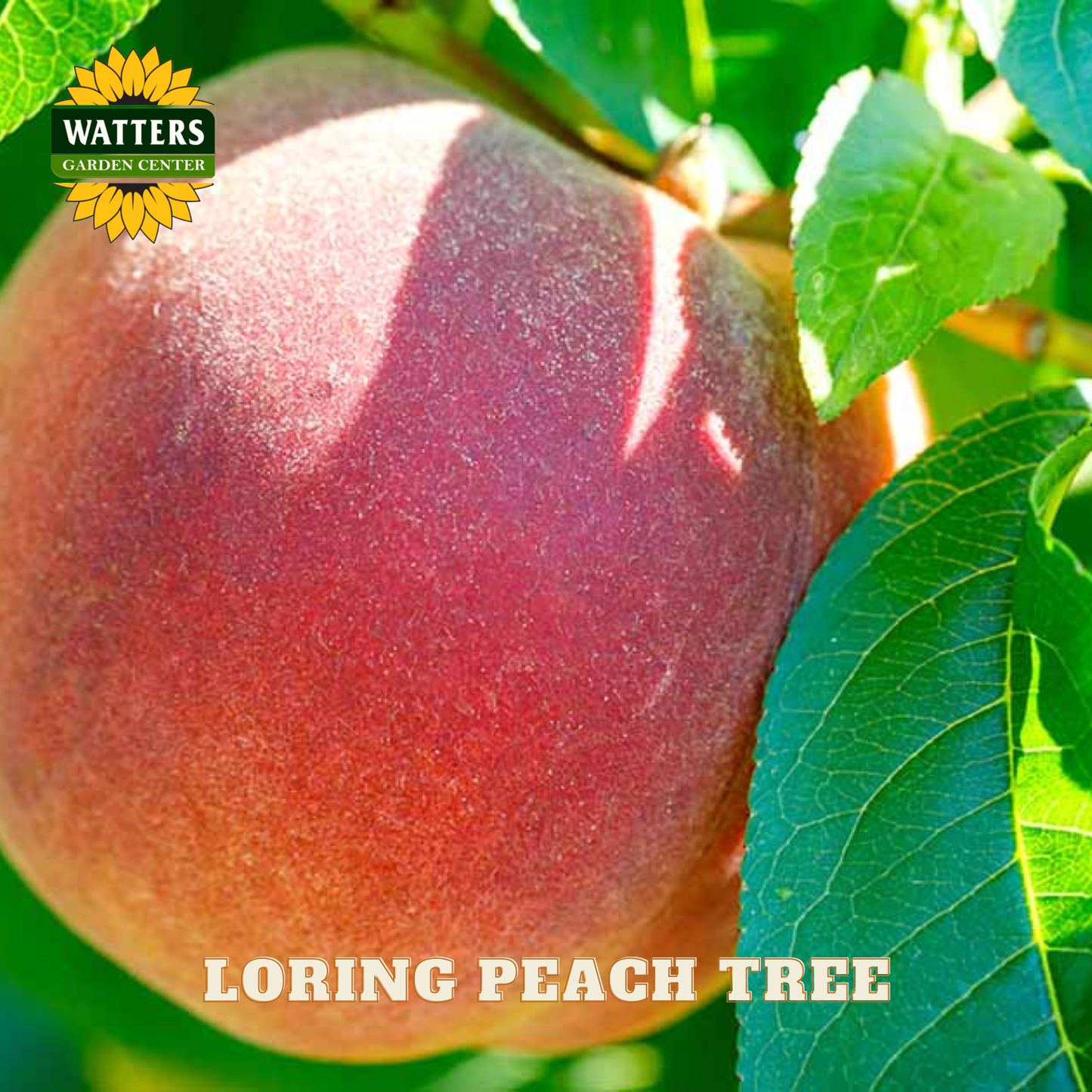Ripe peach on a tree branch with Watters Garden Center logo and text.