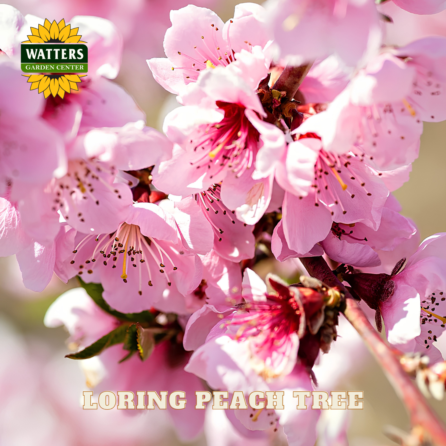 Close-up of pink peach tree blossoms with Watters Garden Center logo.