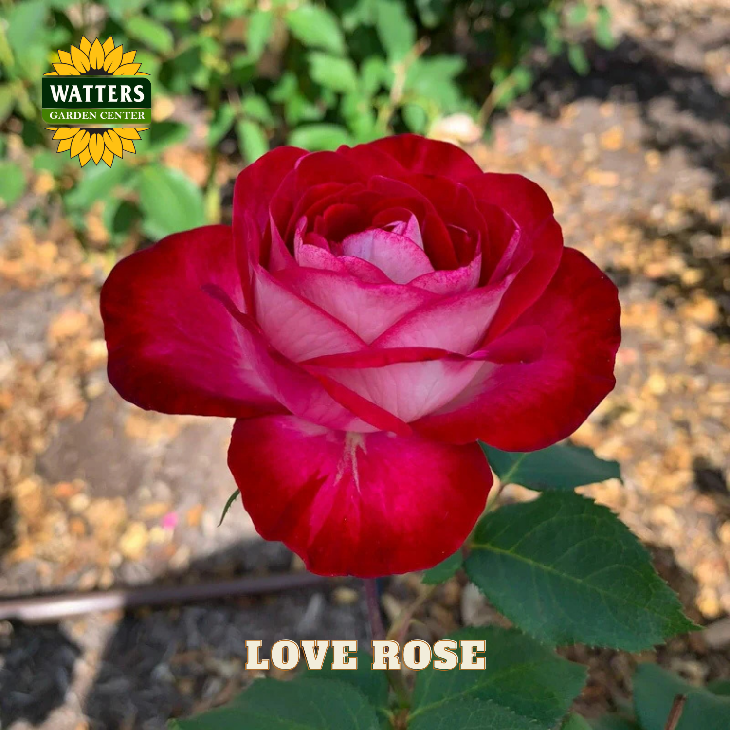 Red and pink rose with 'Watters Garden Center' logo and 'Love Rose' text.