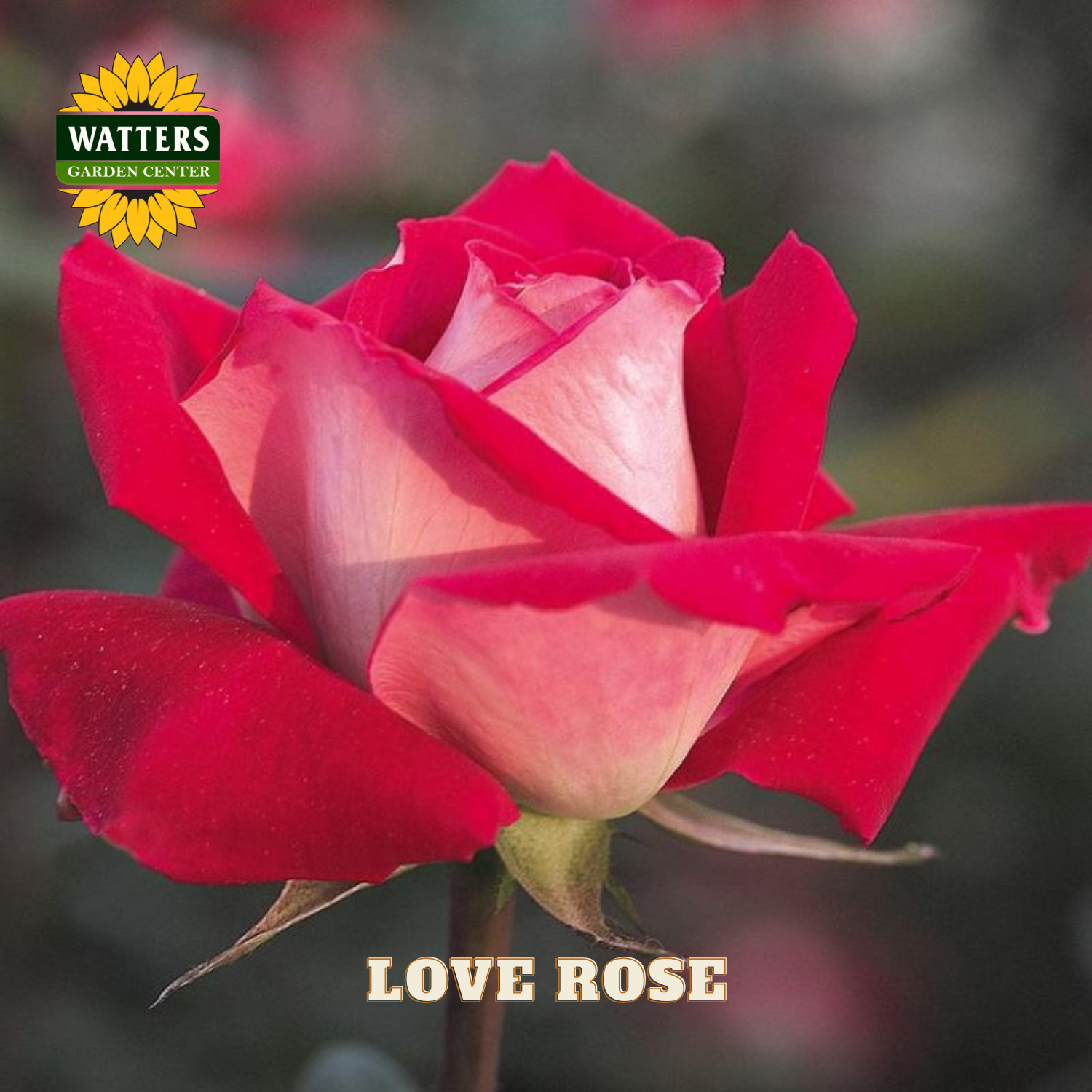 Red and pink rose with 'Watters Garden Center' logo and 'Love Rose' text.