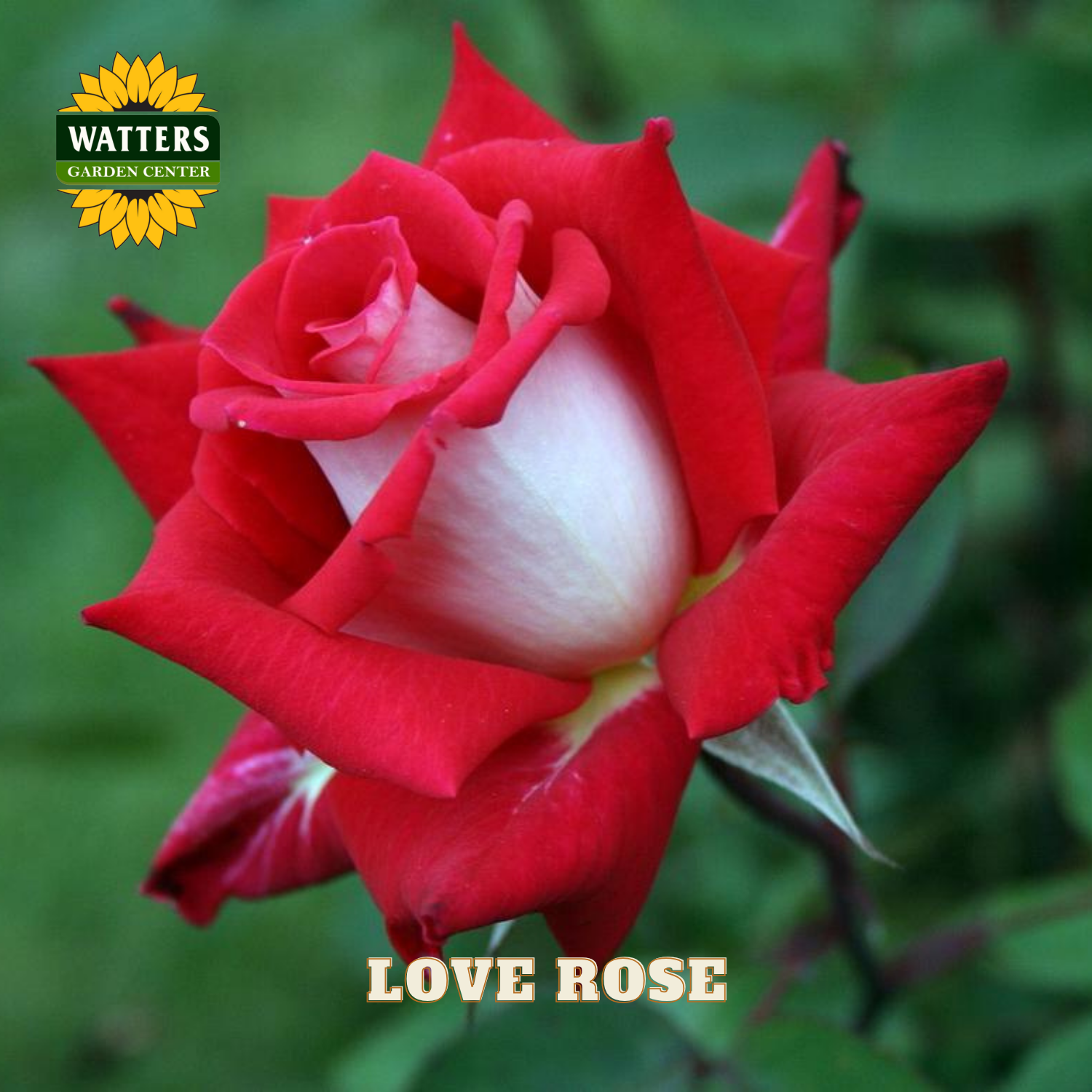 Red rose with a blurred green background, featuring Watters Garden Center branding.