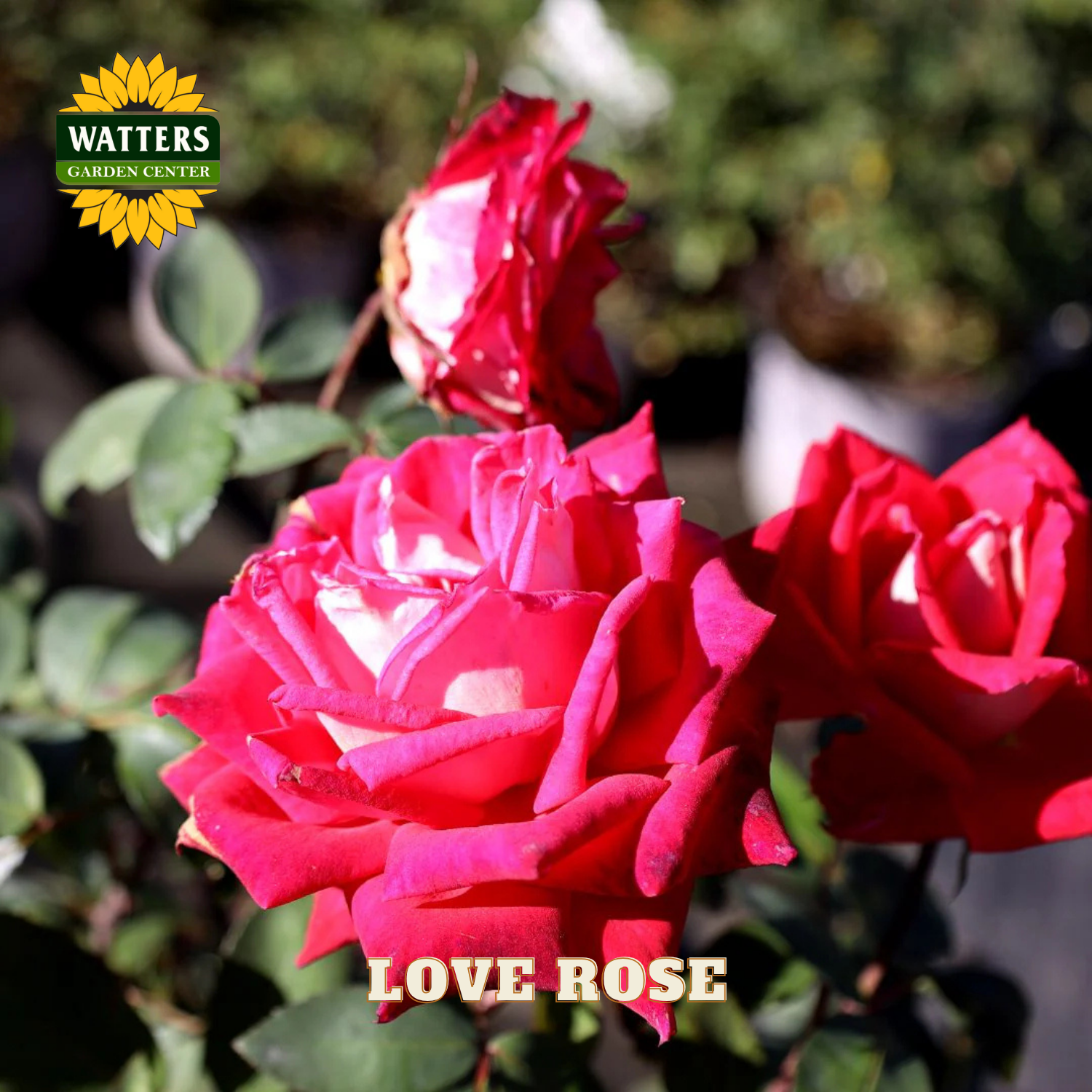 Red roses with 'Watters Garden Center' logo and 'Love Rose' text.
