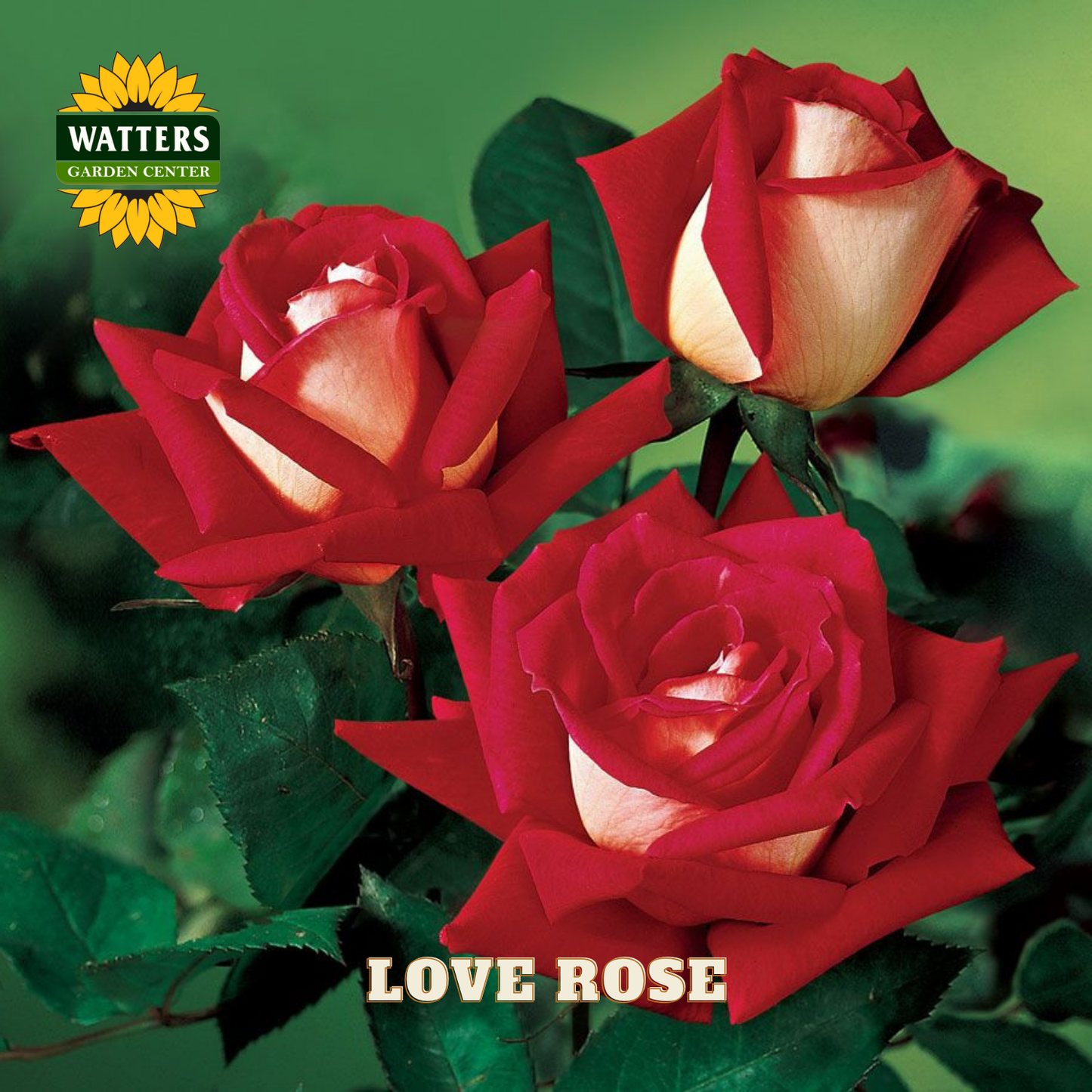 Three red and white roses with 'Watters Garden Center' logo and 'Love Rose' text.