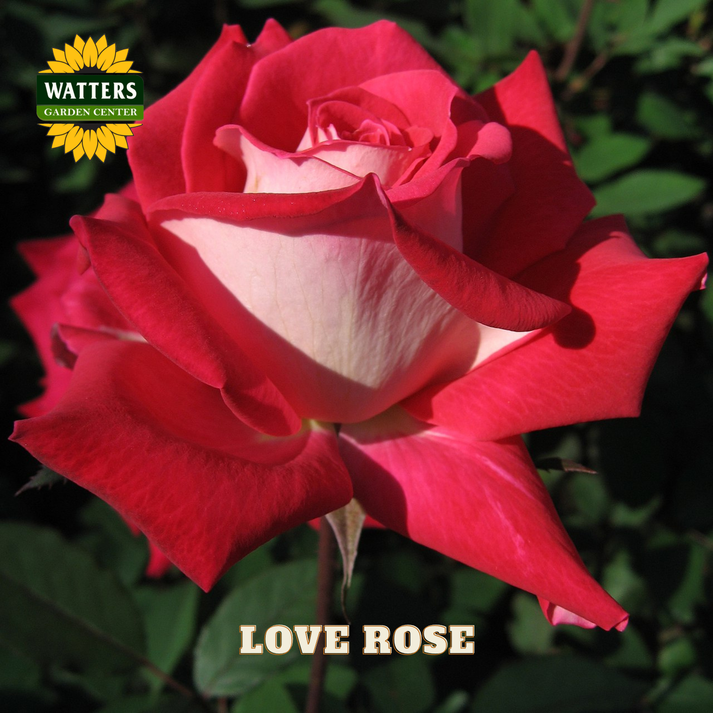 Red rose with 'Watters Garden Center' logo and 'Love Rose' text.