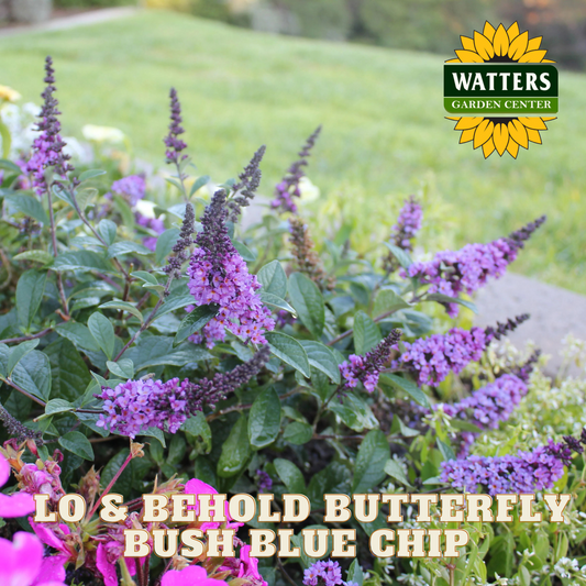 LO & BEHOLD BUTTERFLY BUSH BLUE CHIP 2gal
