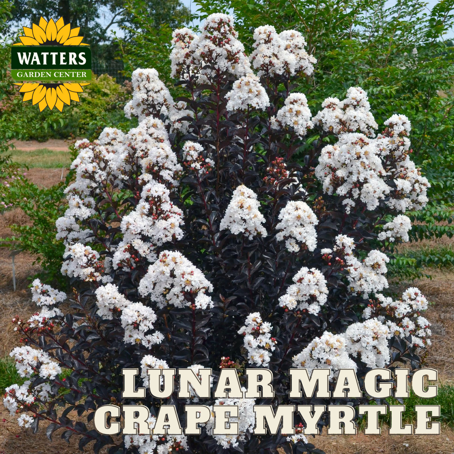 LUNAR MAGIC CRAPE MYRTLE 2gal
