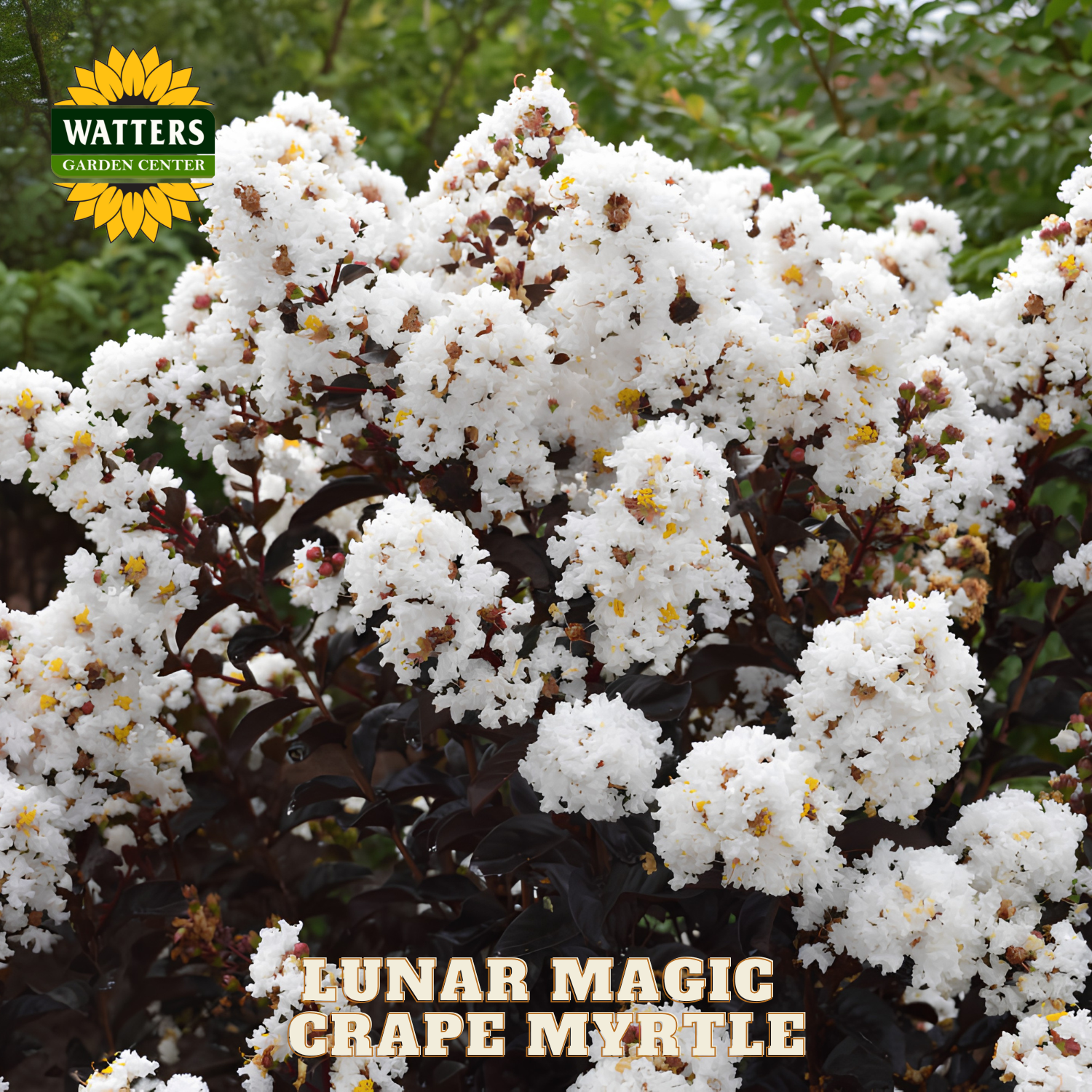 White flowers of a grape myrtle with 'Watters Garden Center' branding.