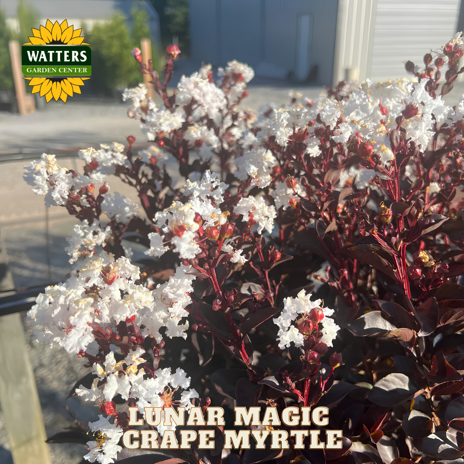 Grape myrtle plant with white flowers and red leaves, labeled 'Lunar Magic' by Watters Garden Center.