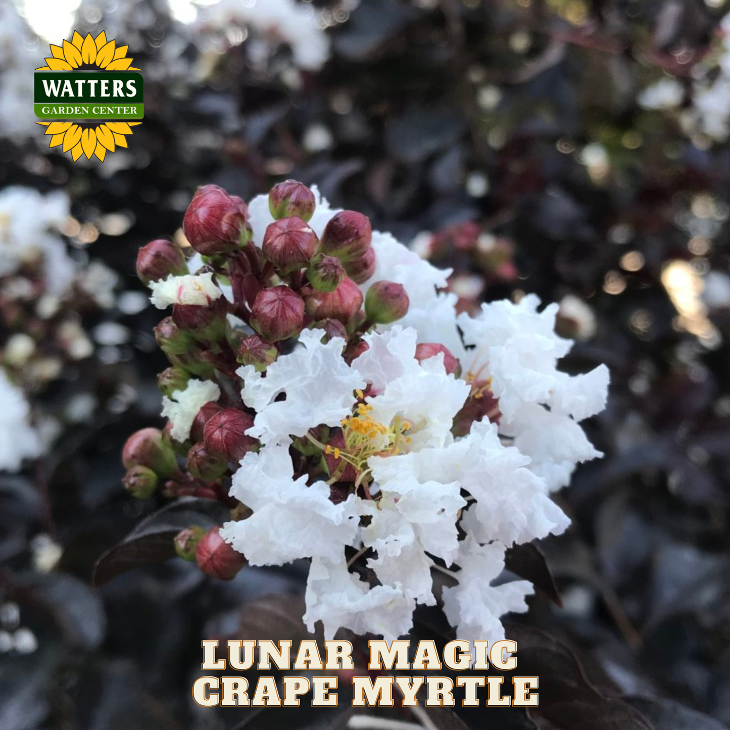 White flower cluster with 'Watters Garden Center' logo and 'Lunar Magic Crape Myrtle' text.