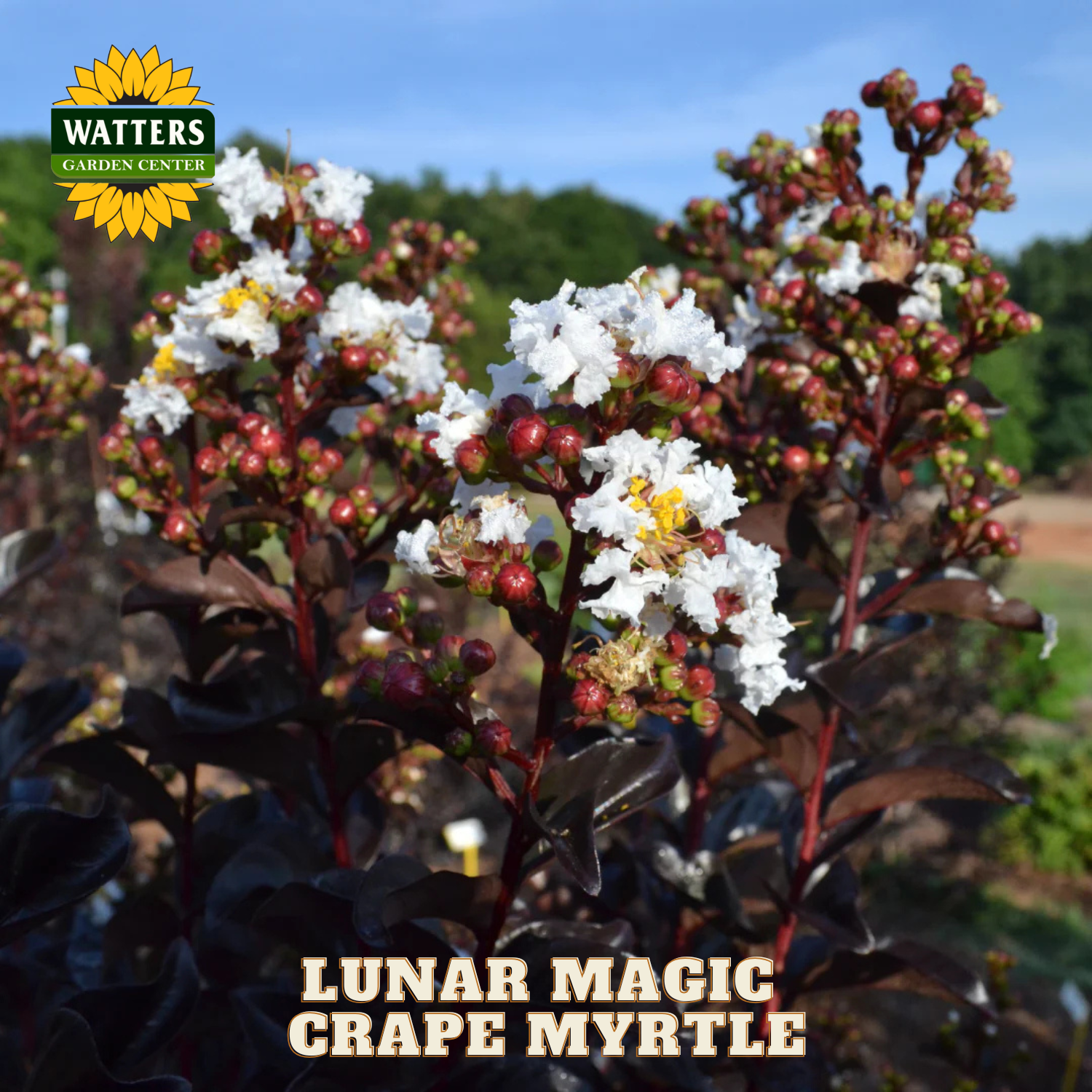 Lunar Magic Crape Myrtle plant with white flowers and red berries, branded with Watters Garden Center.