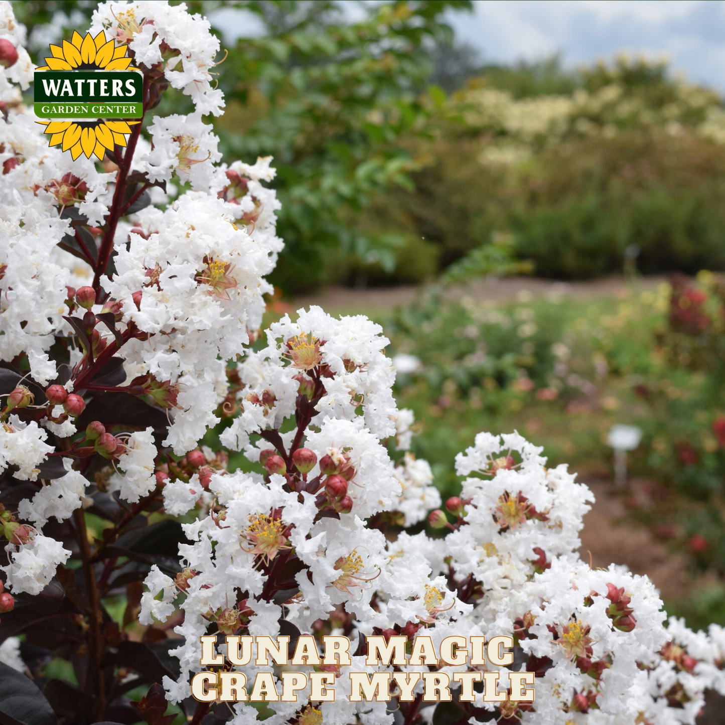 White flowers with 'Watters Garden Center' logo and 'Lunar Magic Grape Myrtle' text.