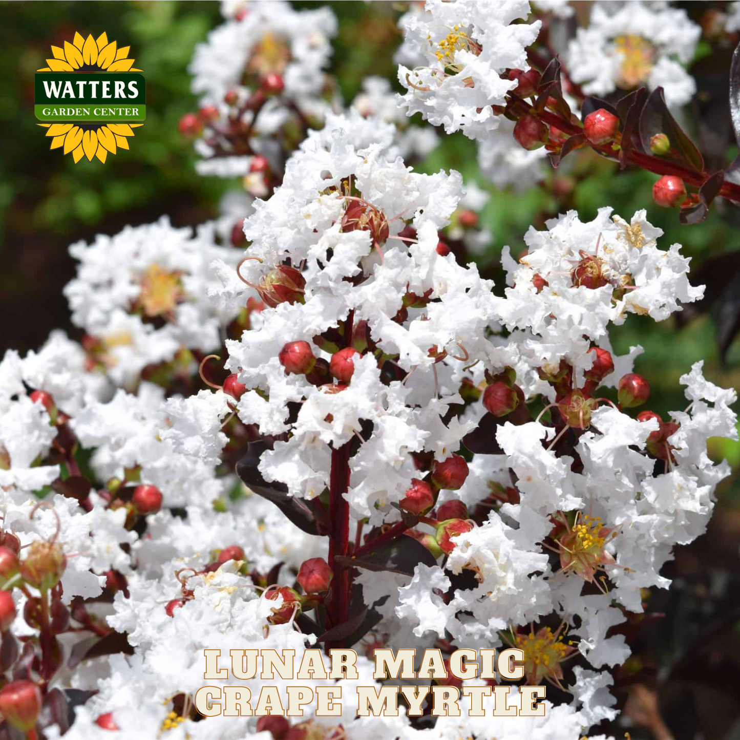 White flowers with red berries and 'Watters Garden Center' logo.