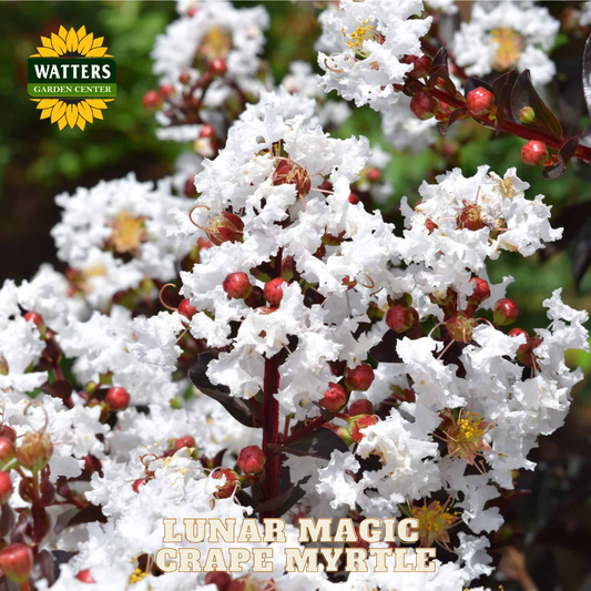 White flowers with red berries and 'Watters Garden Center' logo.