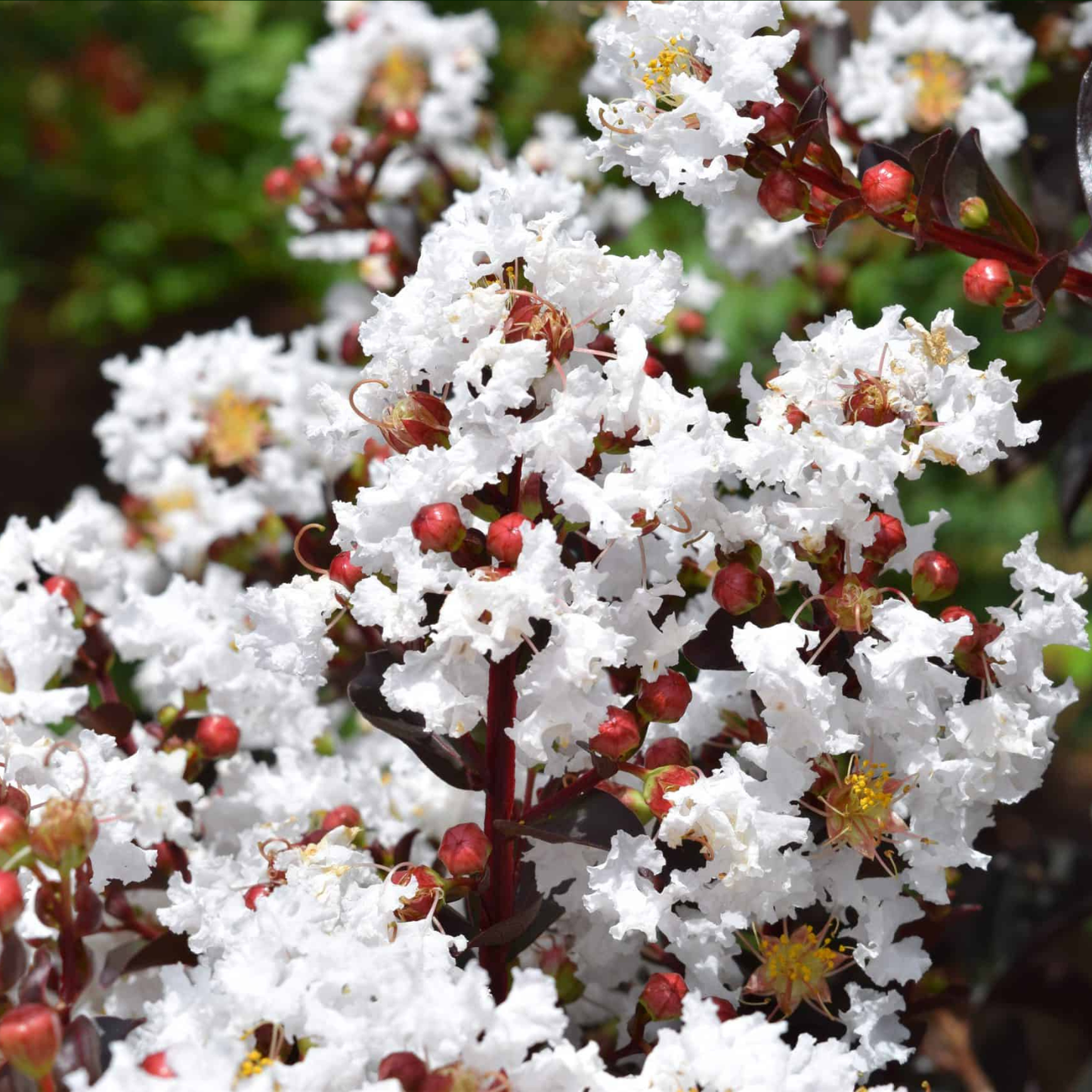 Close-up of white flowers with red berries on a blurred green background
