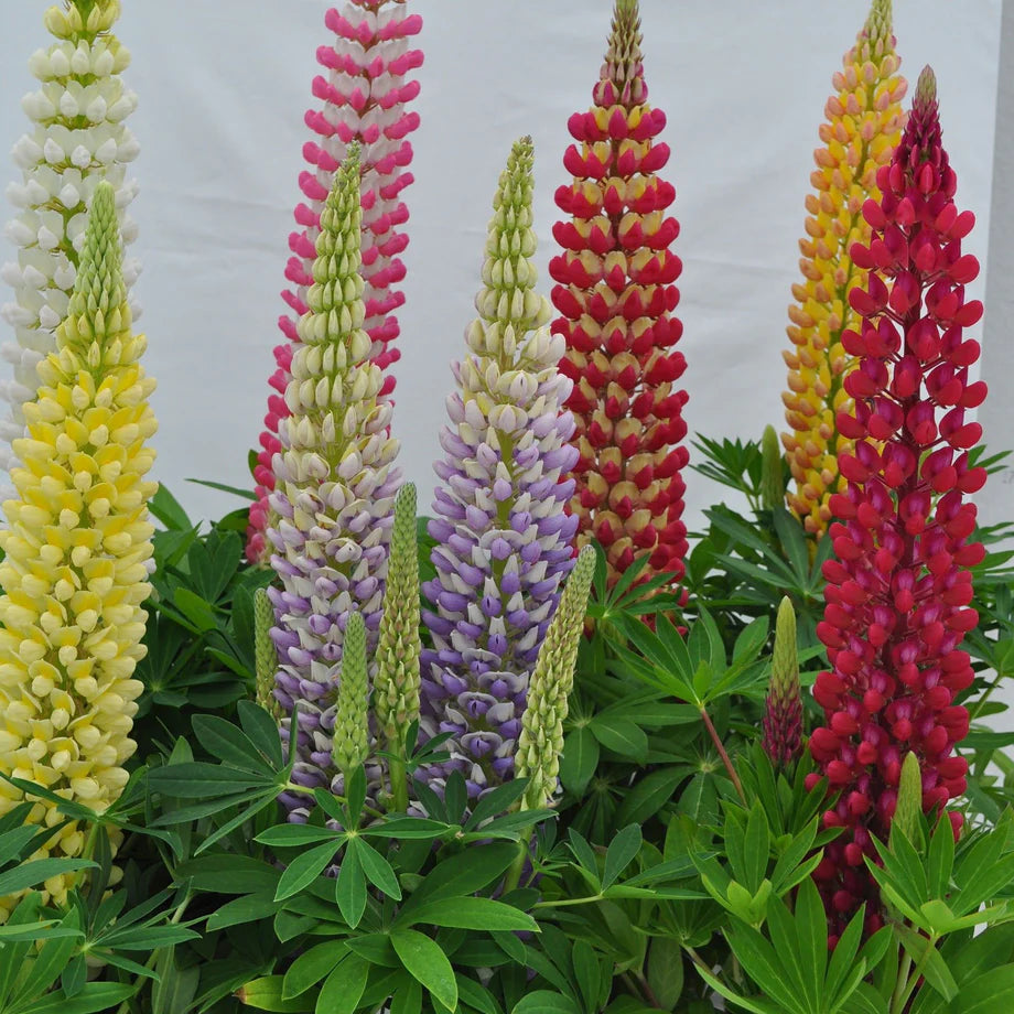 ASSORTED PERENNIAL FLOWERS LIMITED 1gal