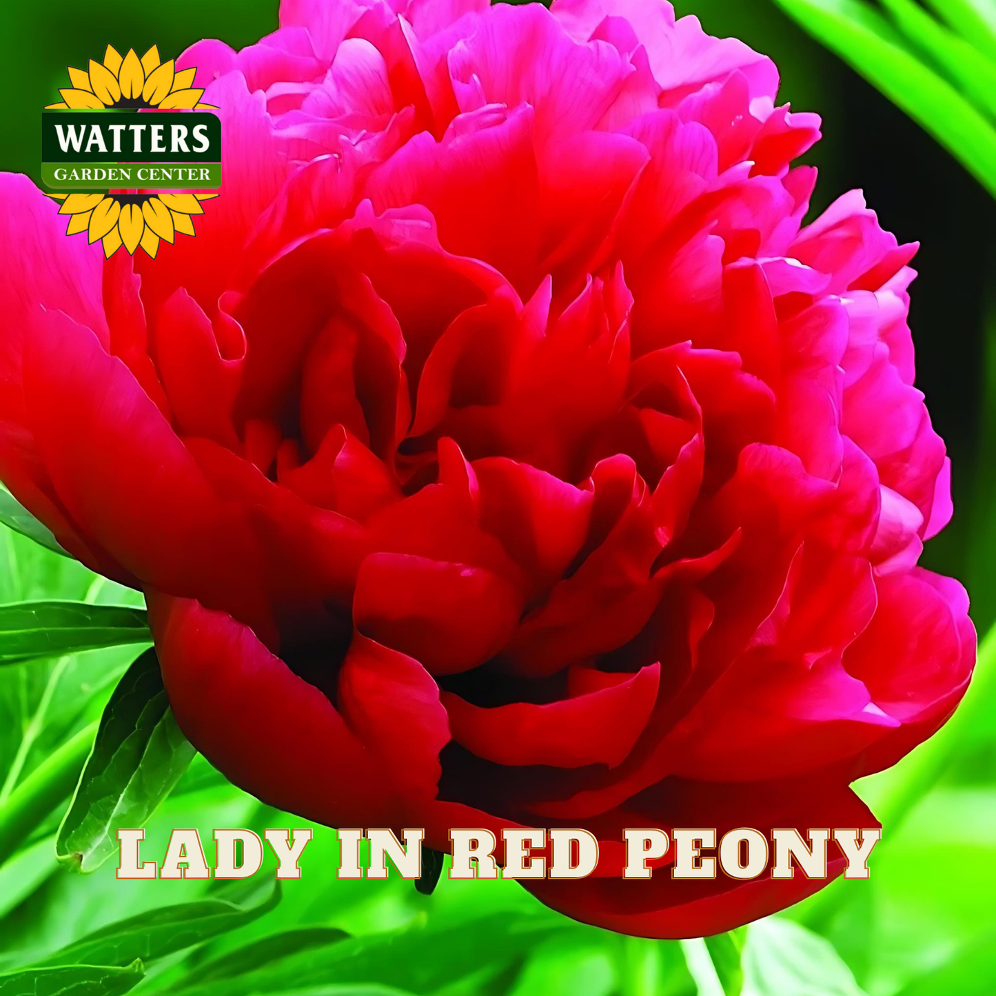 Red peony flower with 'Watters Garden Center' logo and text overlay.