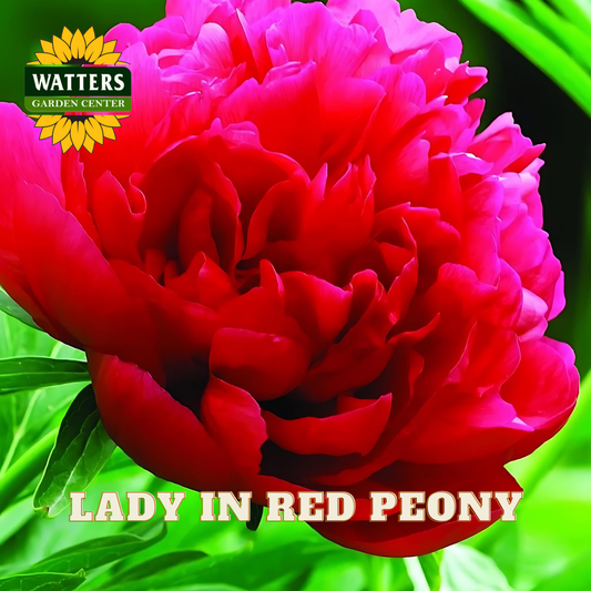 Red peony flower with 'Watters Garden Center' logo and text overlay.