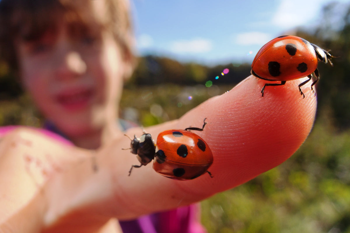 LADYBUGS